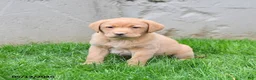 Labrador Retriever dogs for sale: Elton - Ad 3