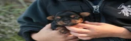 Yorkshire Terrier dogs for sale: Holly Yorkshire Terrier  - Ad 5