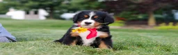 Bernese Mountain Dog dogs for sale: Prince - Ad 1
