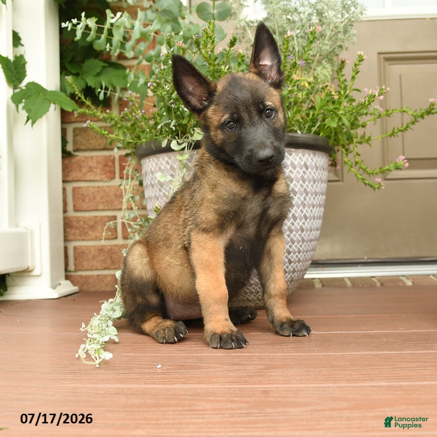 Belgian Malinois dogs Rosy  - Ad 1