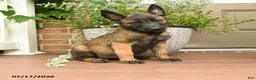 Belgian Malinois dogs for sale: Rosy  - Ad 1