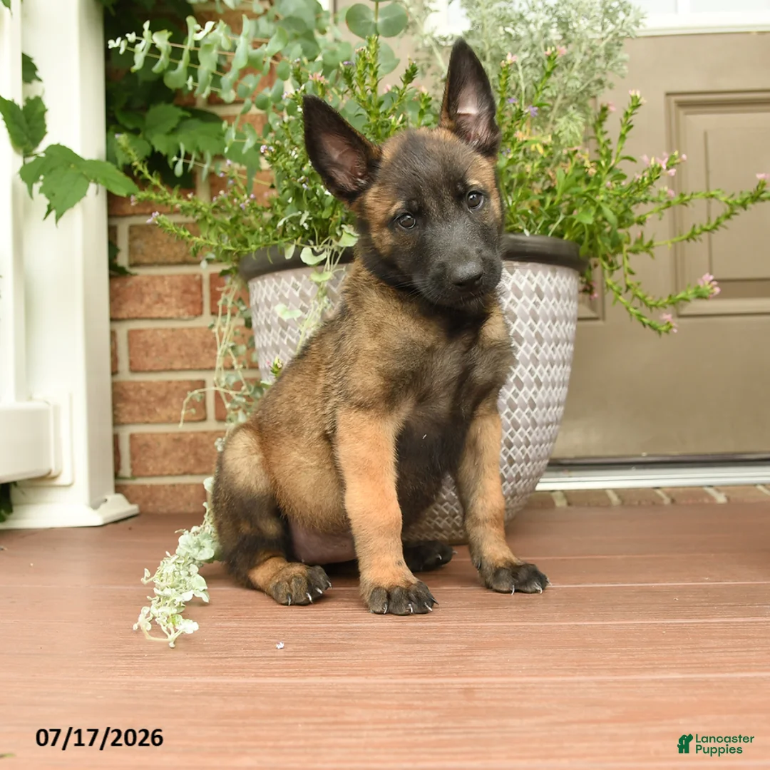 Belgian Malinois dogs for sale: Rosy  - Ad 1