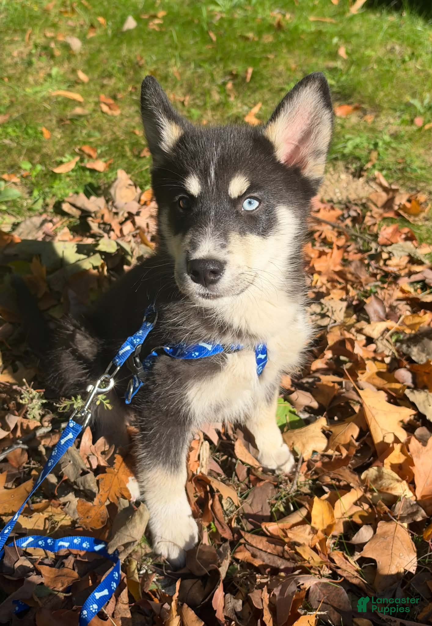 Mixed Breed dogs Rascal - Ad 2