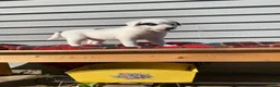 Mixed Breed dogs for sale: Minnie - Ad 4