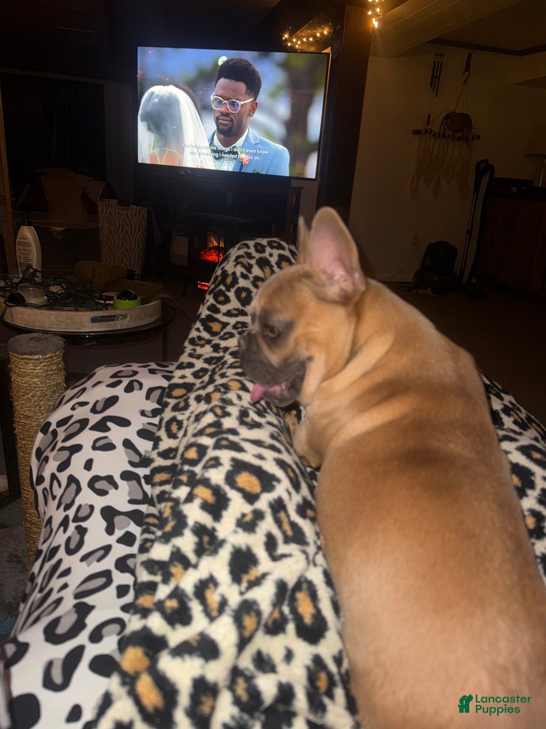 French Bulldog dogs for sale: Susan - Ad 18