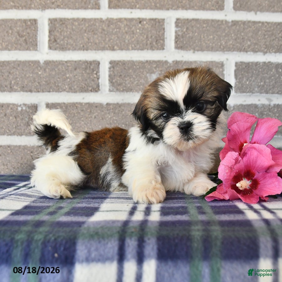 Shih Tzu dogs Pearl - Ad 2