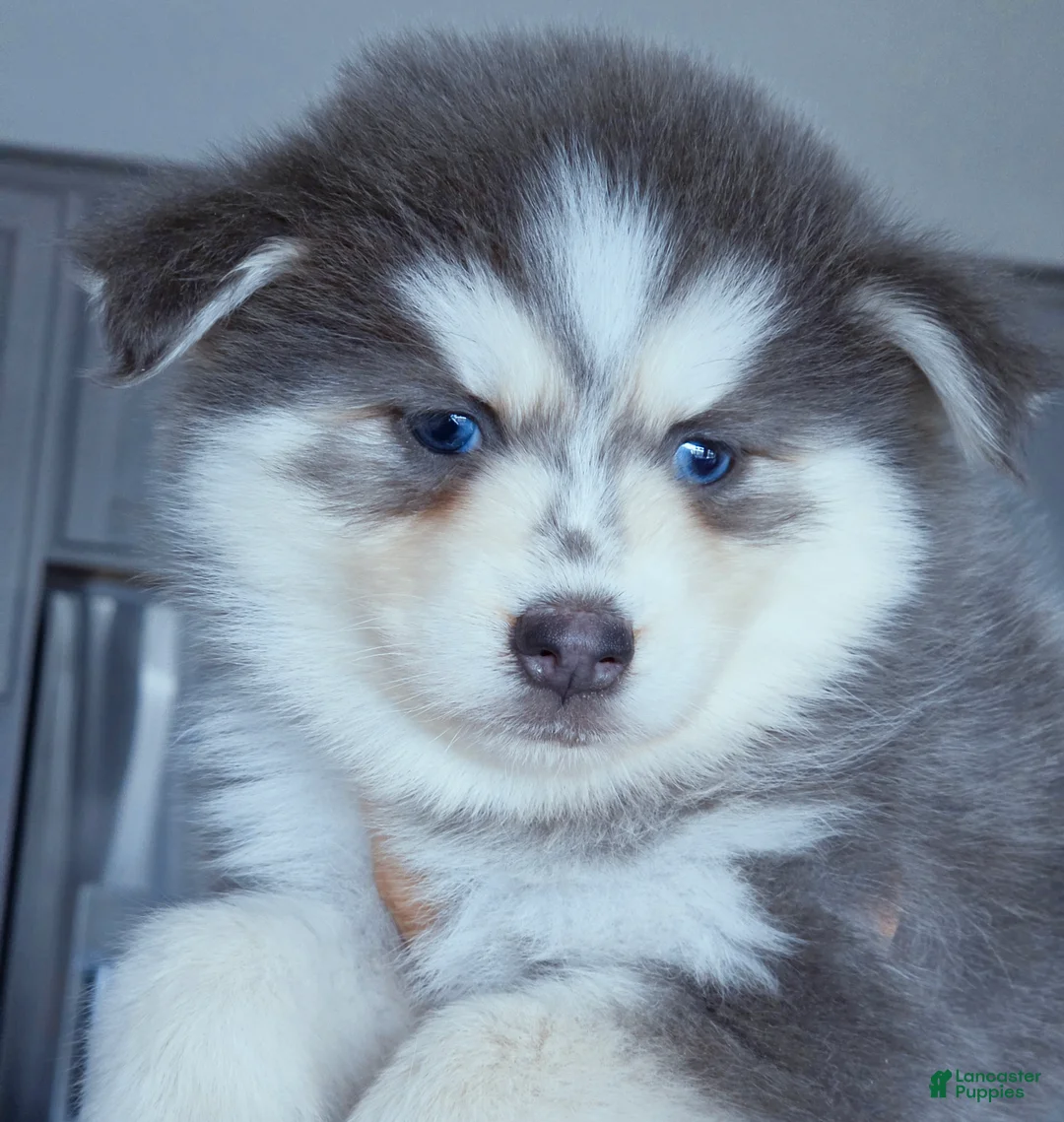Pomsky dogs for sale: Luna Blue - Ad 5