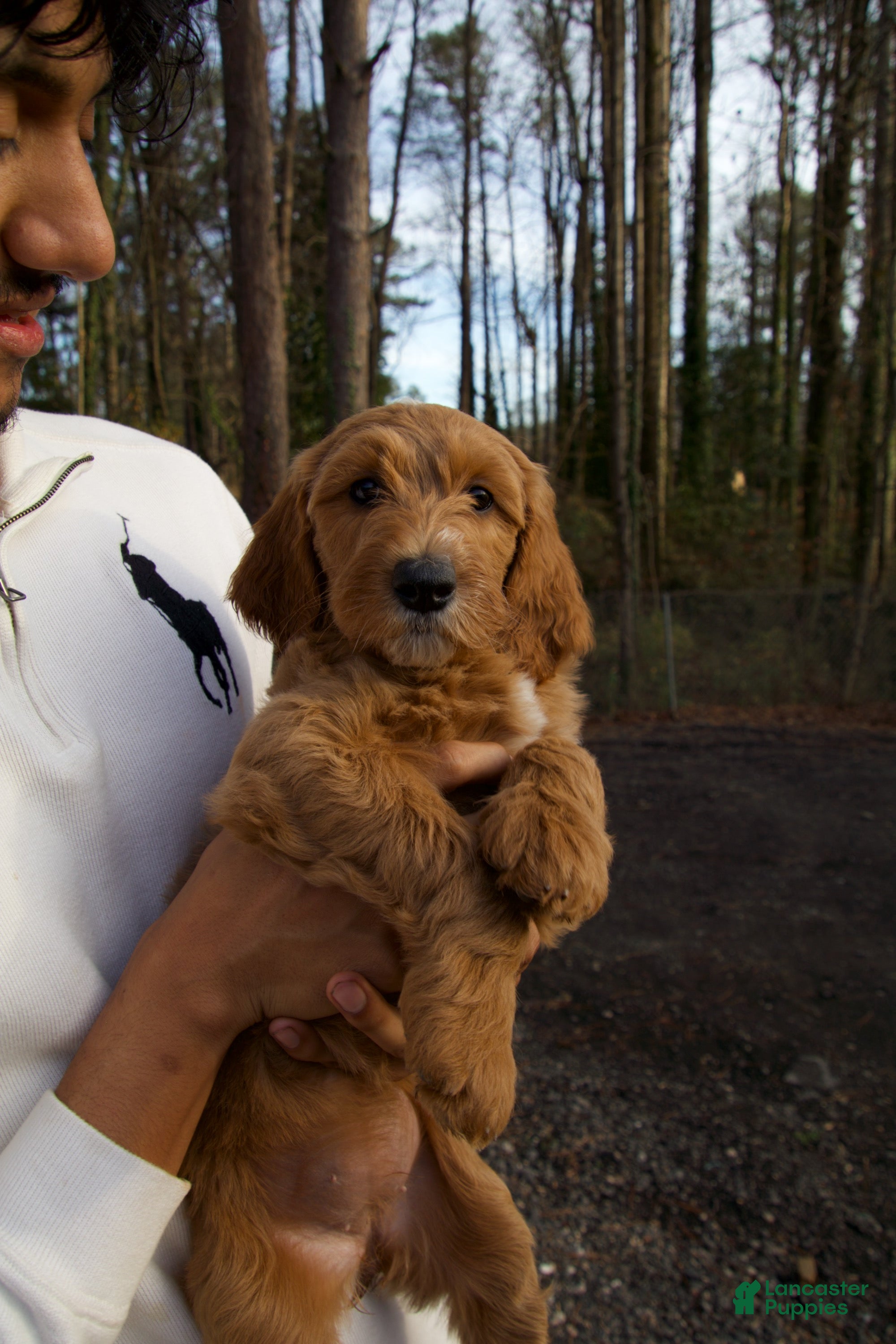 Goldendoodle dogs Goldendoodle Puppy 4 - Ad 23
