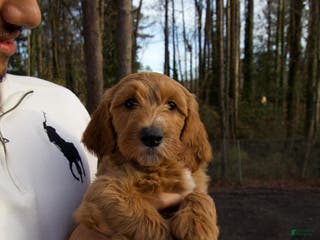 Goldendoodle dogs Goldendoodle Puppy 4 - Ad 23