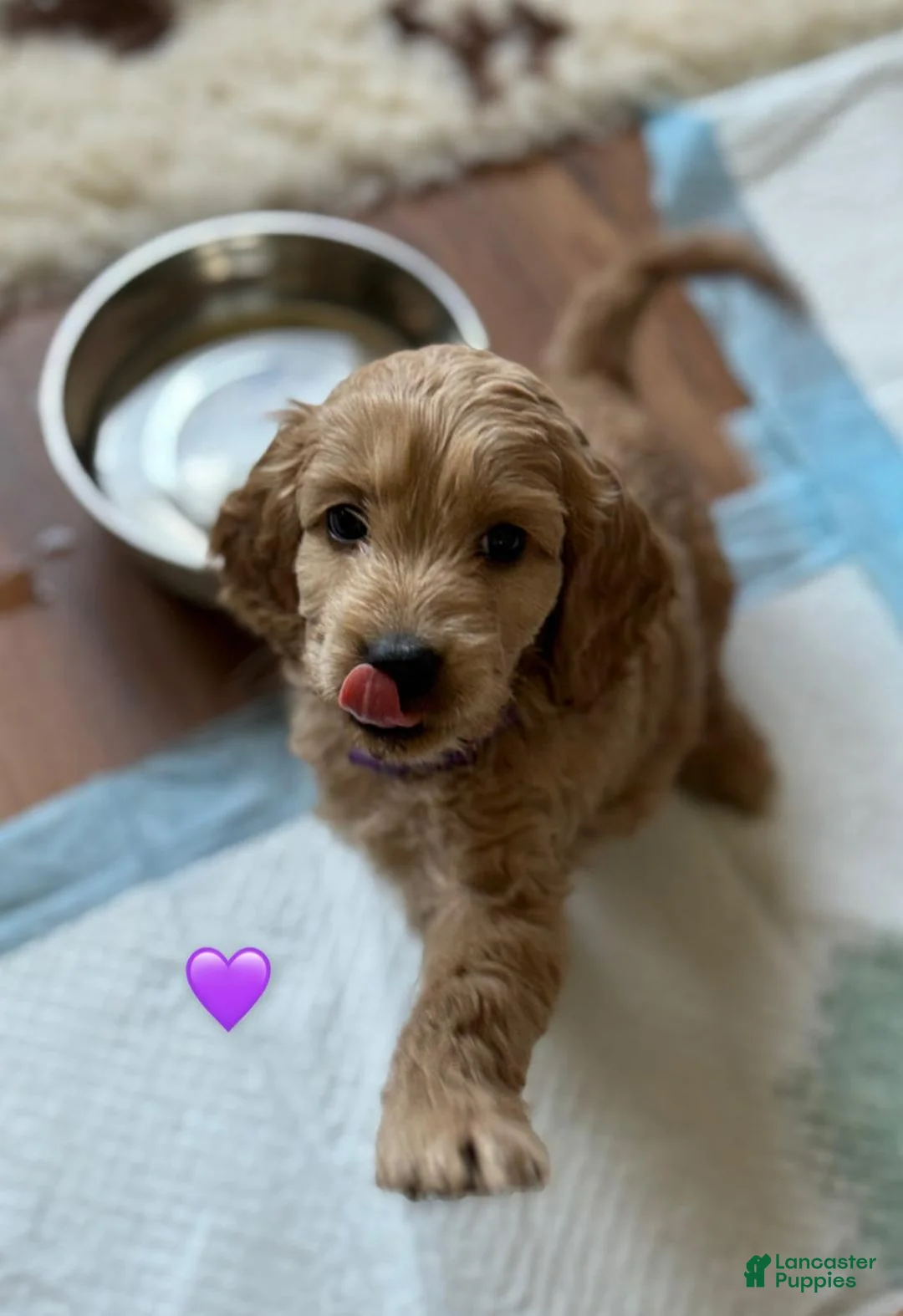 Cavapoo dogs for sale: Britney  - Ad 28