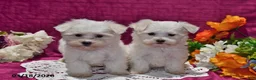 Maltese dogs for sale: Leo - Ad 5