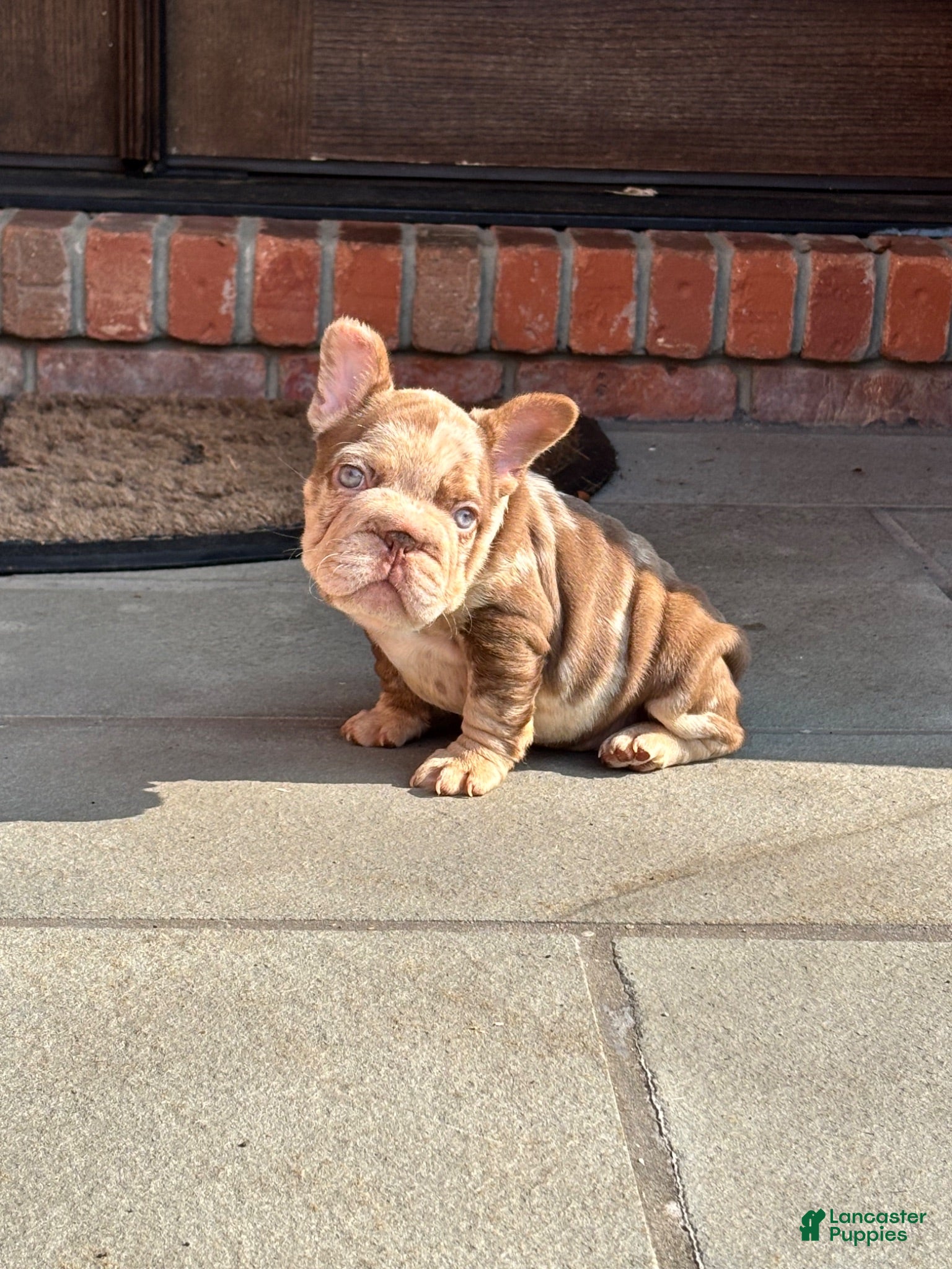 French Bulldog dogs Rojo big rope girl  - Ad 34