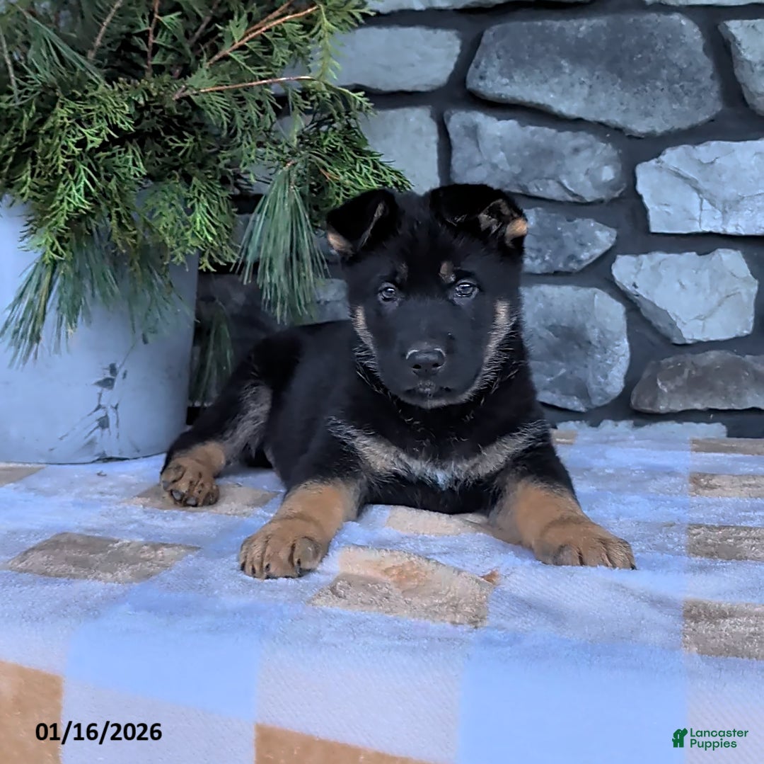 German Shepherd dogs for sale: Bowser - Ad 1