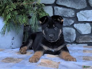 German Shepherd dogs Bowser - Ad 32