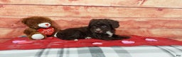 Aussiedoodle dogs for sale: Aussiedoodle Puppy 2 - Ad 3