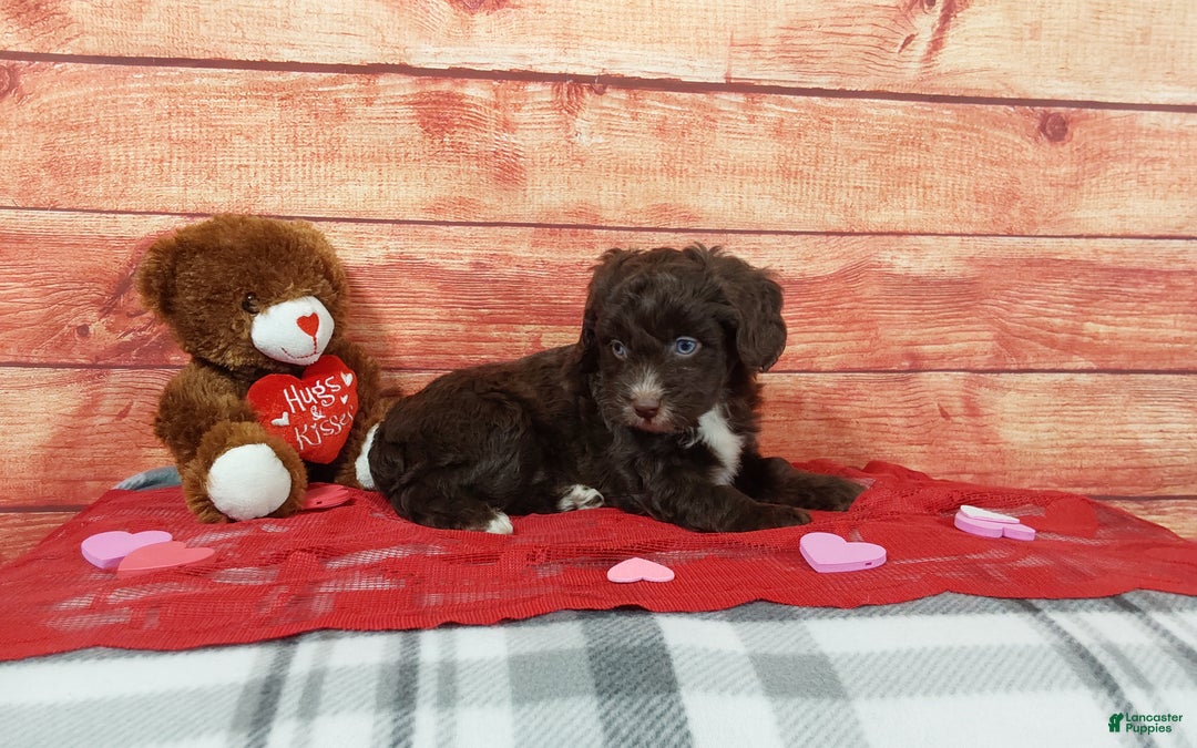 Aussiedoodle dogs for sale: Aussiedoodle Puppy 2 - Ad 3
