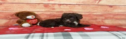 Aussiedoodle dogs for sale: Aussiedoodle Puppy 2 - Ad 3