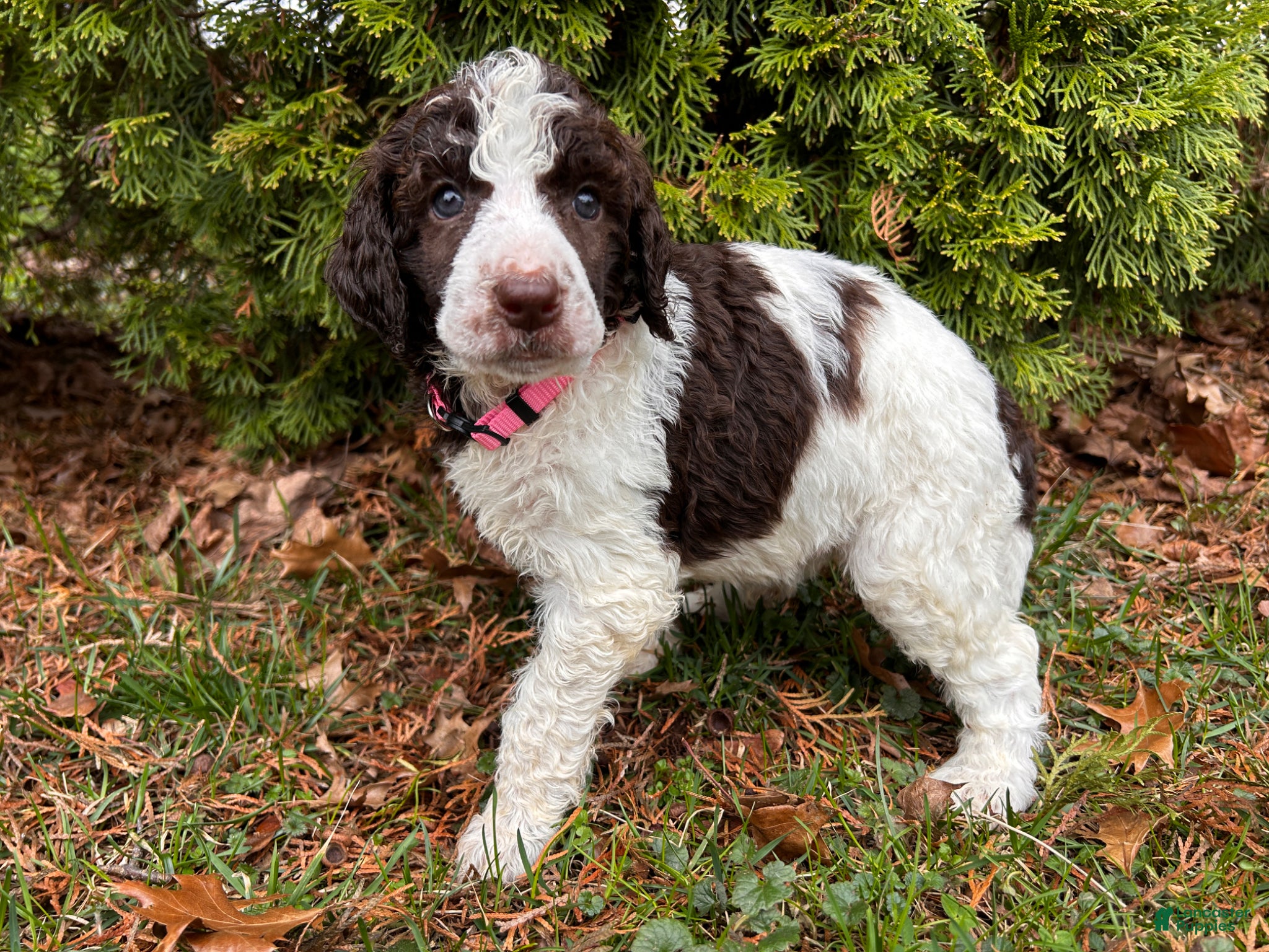 Standard Poodle dogs ⚓️Pearl-AKC Standard🐩 - Ad 1