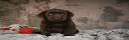 Labrador Retriever dogs for sale: Gem - Ad 2