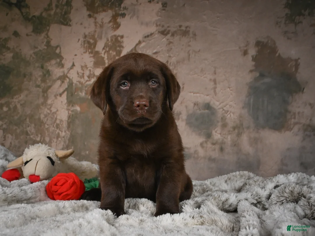 Labrador Retriever dogs for sale: Gem - Ad 2