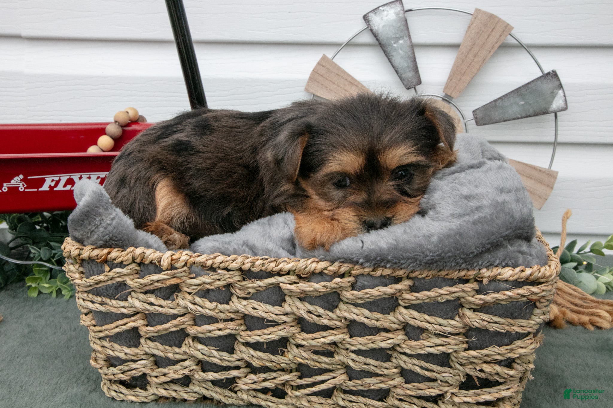 Yorkiepoo dogs Tessa - Ad 2