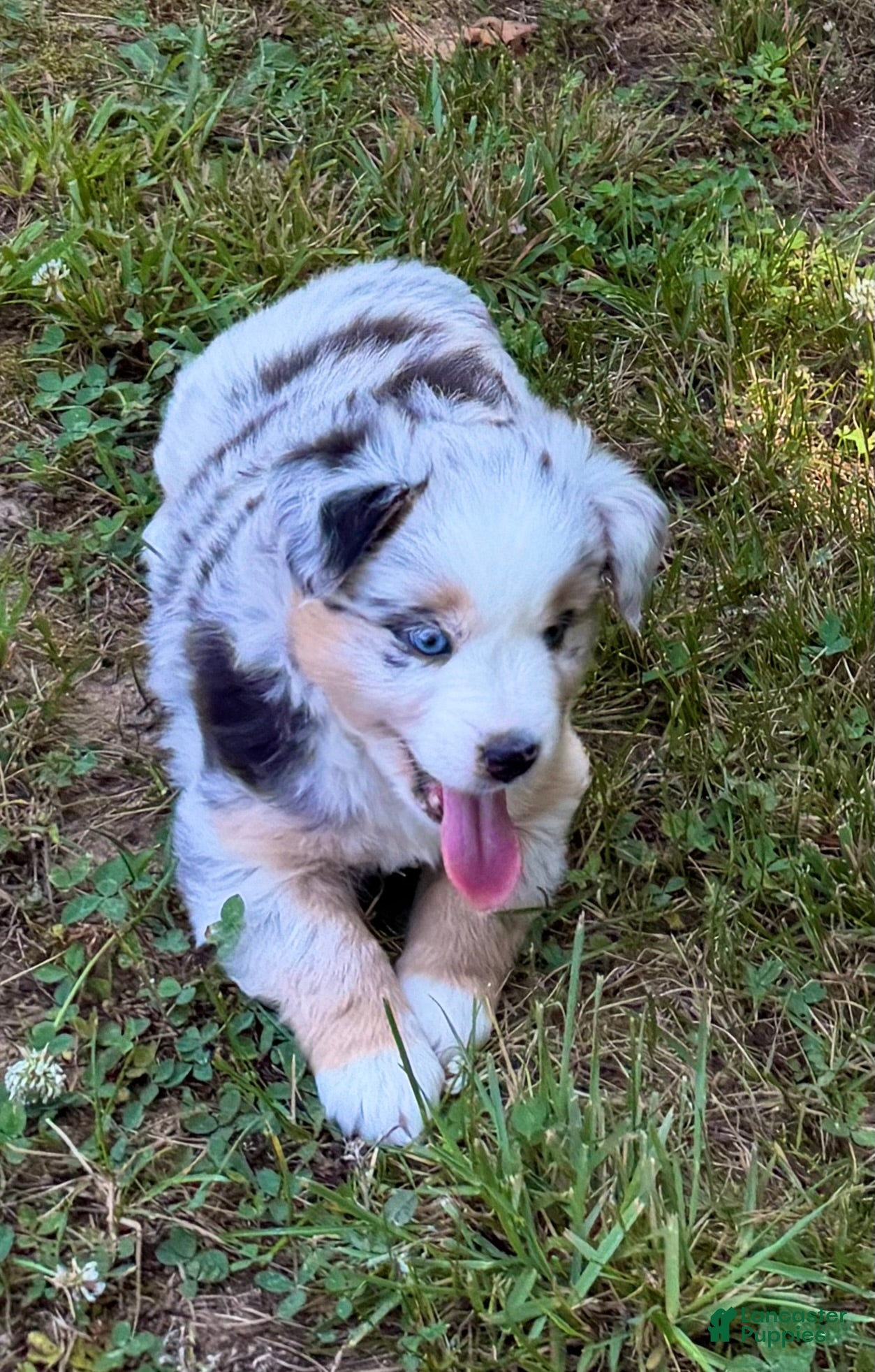 Miniature Australian Shepherd dogs Princess - Ad 1