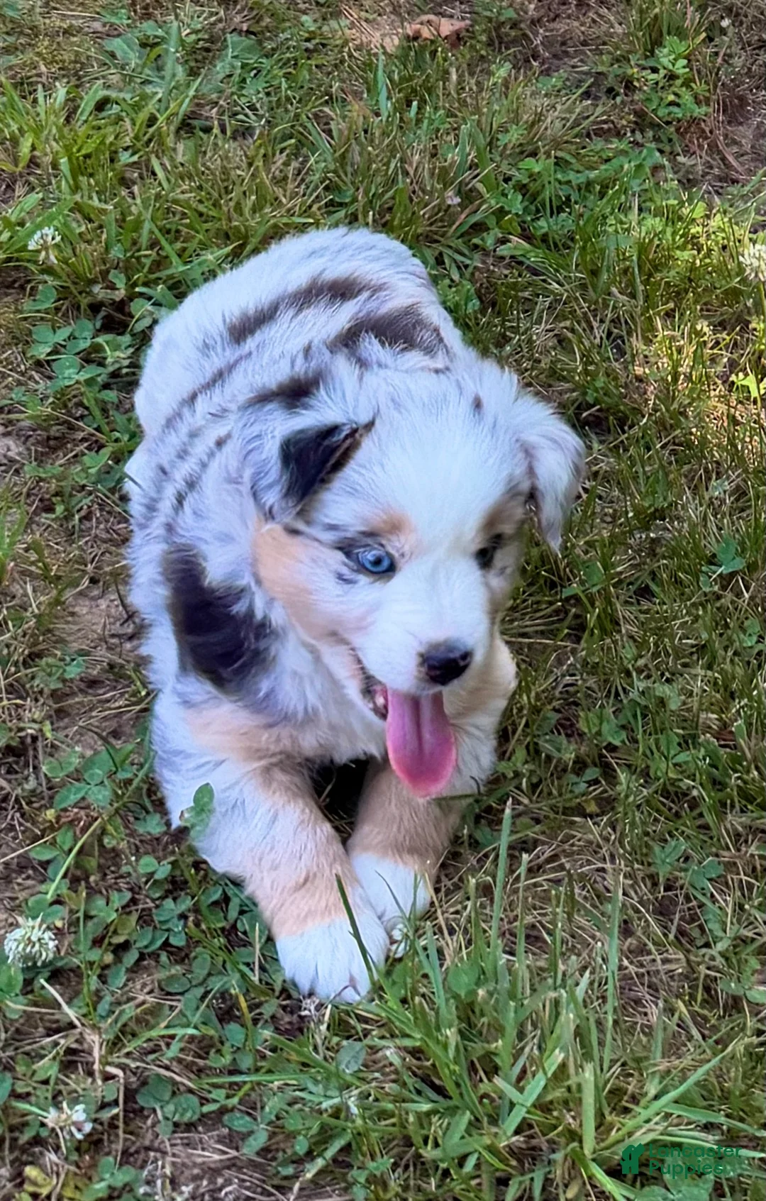 Miniature Australian Shepherd dogs for sale: Princess - Ad 1