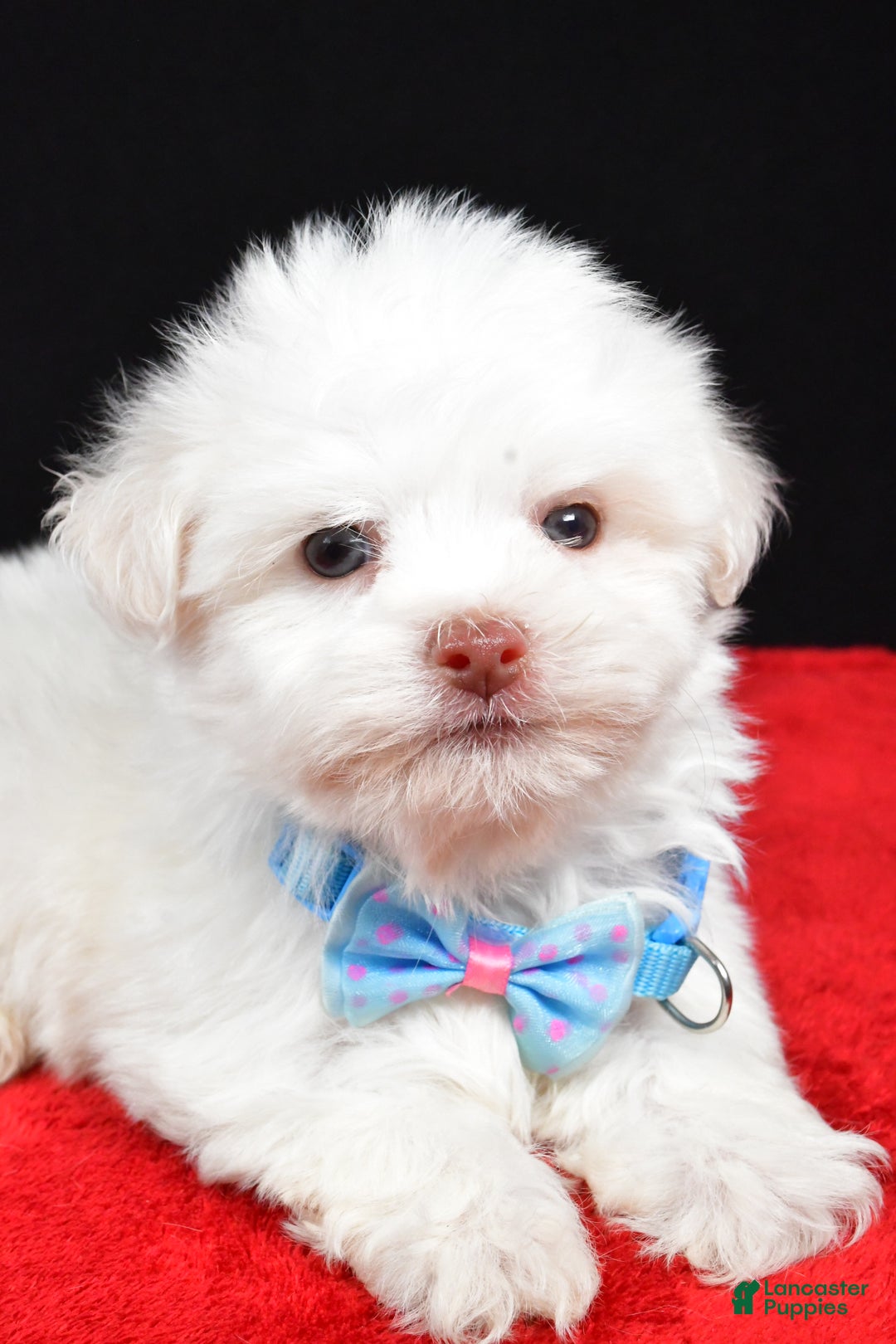 Havanese dogs for sale: Zach - Ad 5