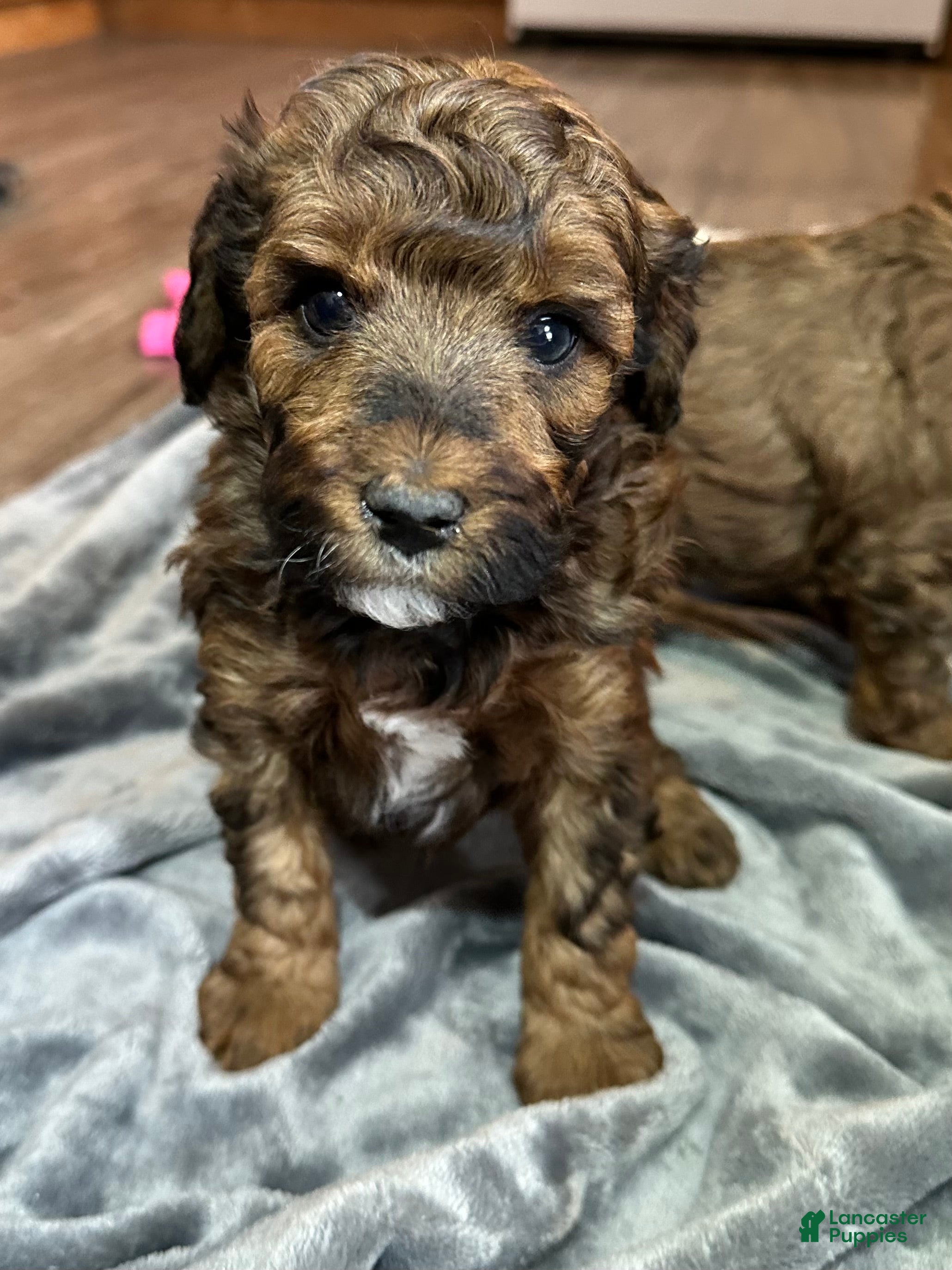 Miniature Poodle dogs Miniature Poodle Puppy 2 - Ad 32