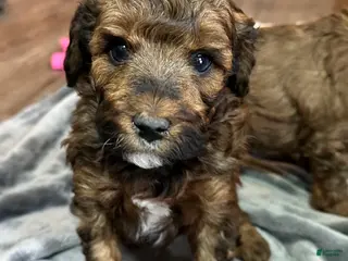 Miniature Poodle dogs Miniature Poodle Puppy 2 - Ad 40