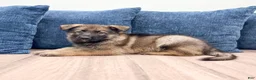 German Shepherd dogs for sale: Drew - Ad 3
