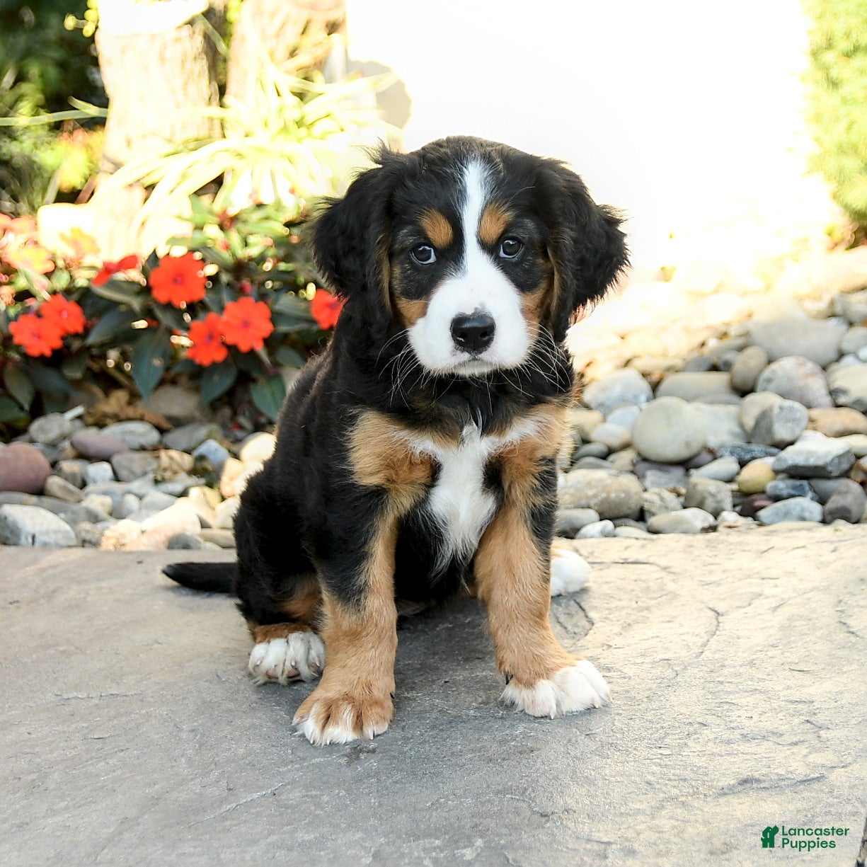Miniature Bernese Mountain Dog dogs Blossom - Ad 2