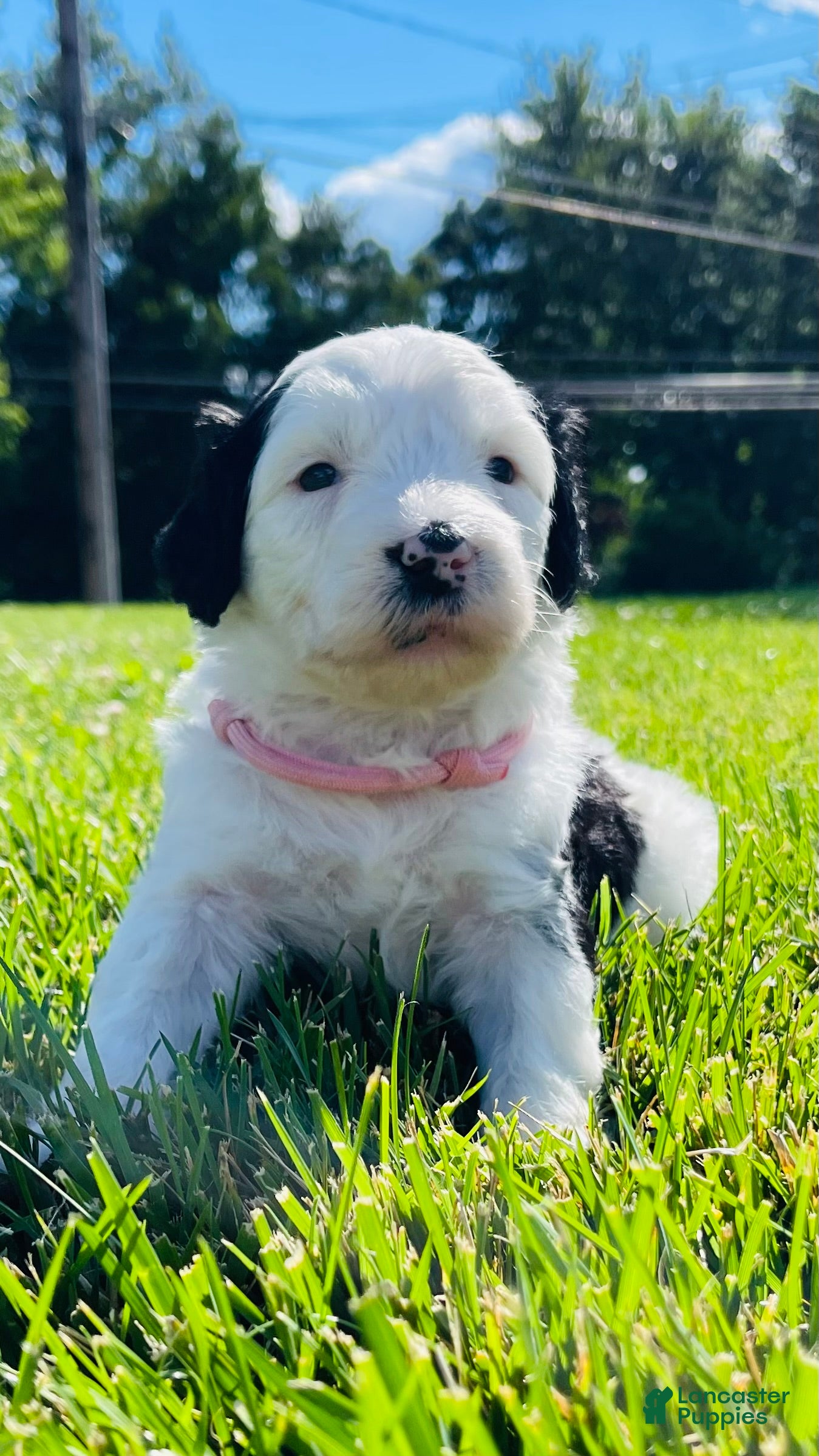 Sheepadoodle dogs Minnie  - Ad 20