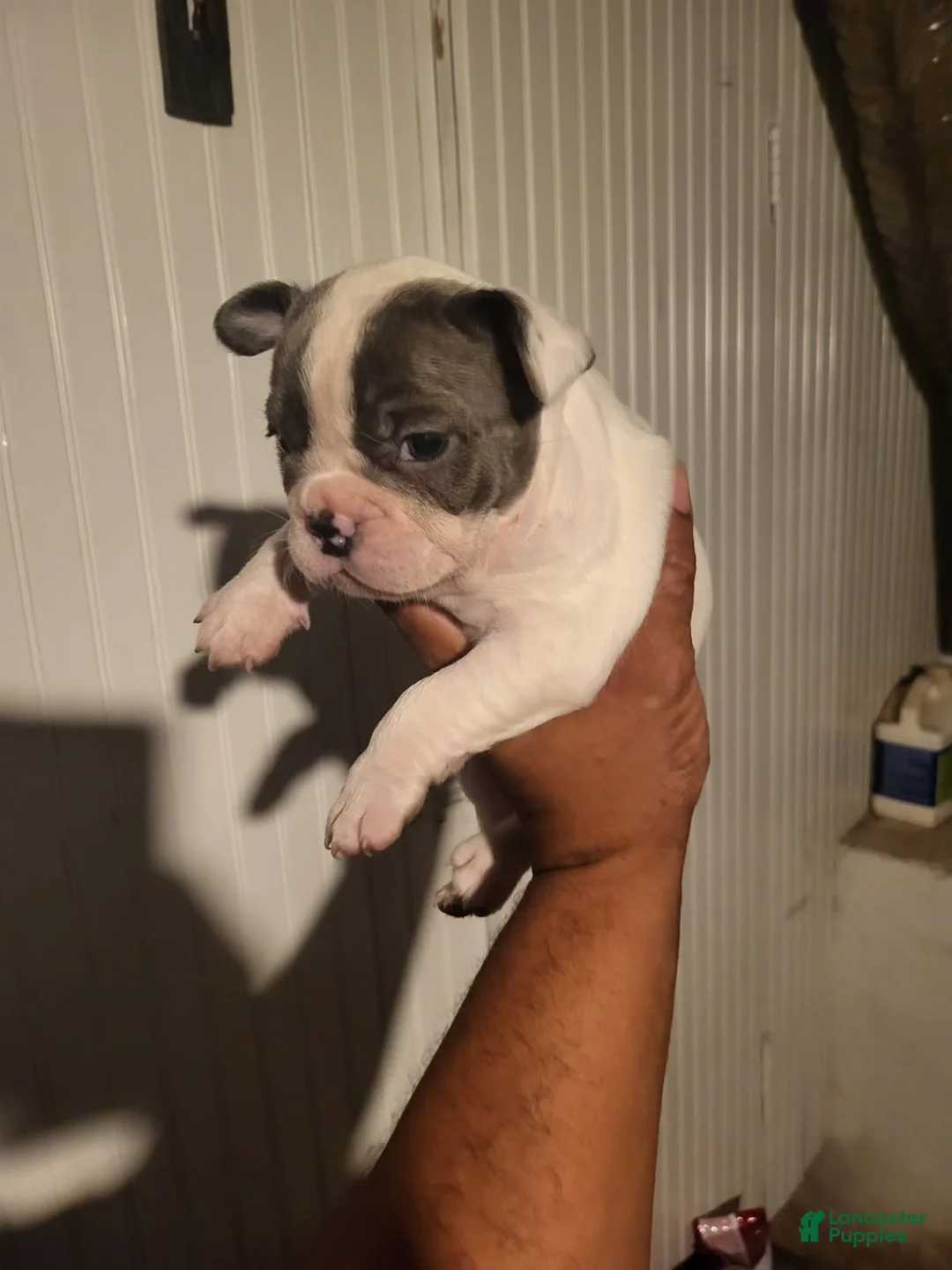 French Bulldog dogs for sale: French Bulldog Girl - Ad 7