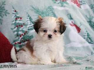 Shih Tzu dogs - Ad 27