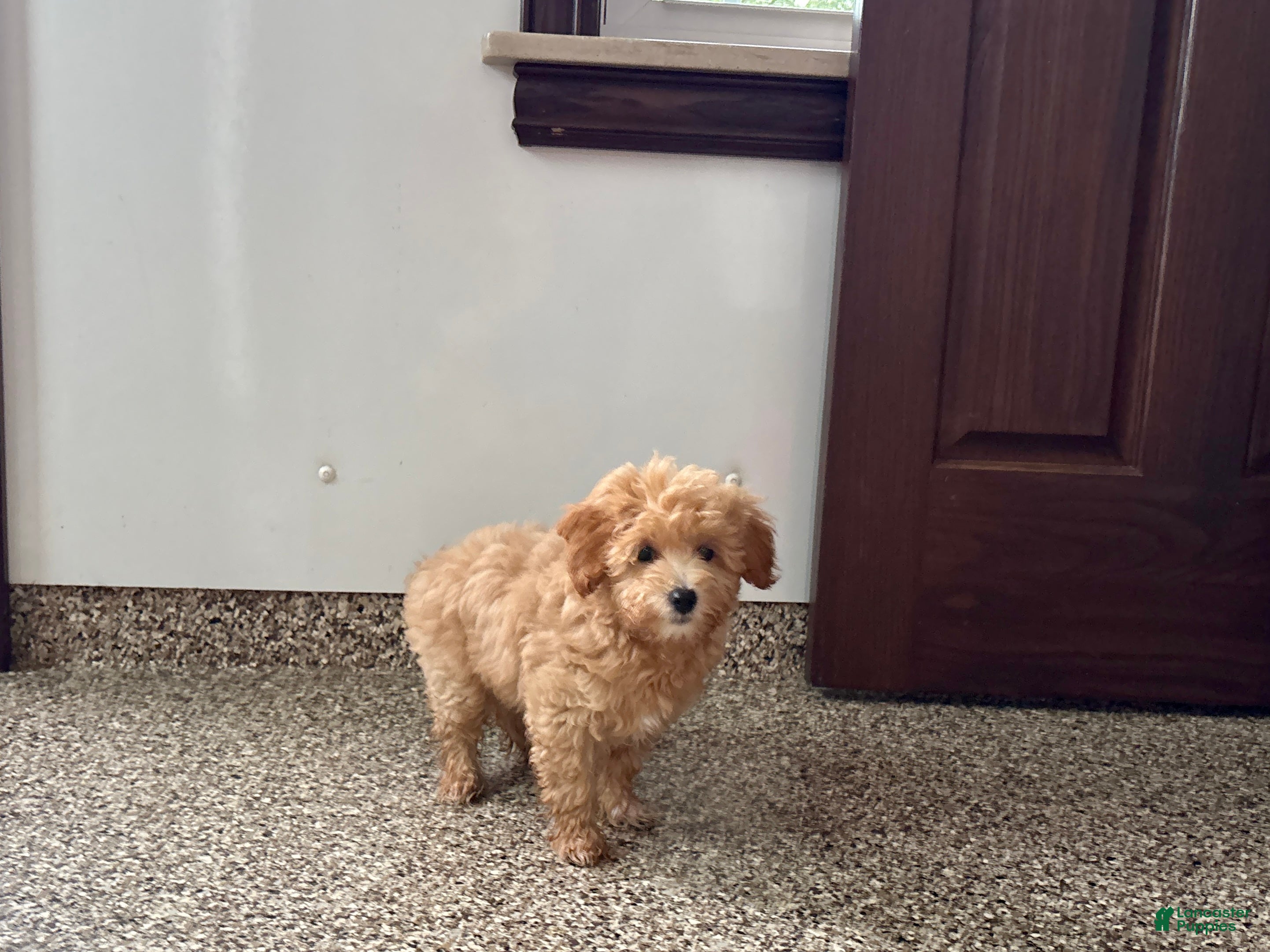 Maltipoo dogs Suzie  - Ad 1