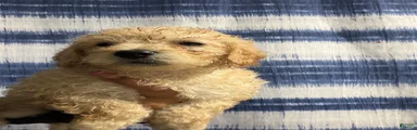 Yorkiepoo Puppy 2