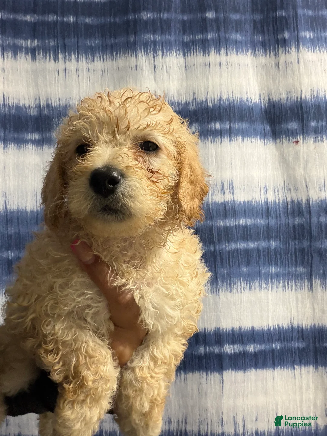 Yorkiepoo dogs for sale: Yorkiepoo Puppy 2 - Ad 1