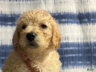 Yorkiepoo dogs for sale: Yorkiepoo Puppy 2 - Ad 1