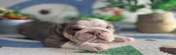 English Bulldog dogs for sale: Moose - Ad 1