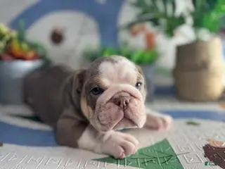English Bulldog dogs Moose - Ad 12