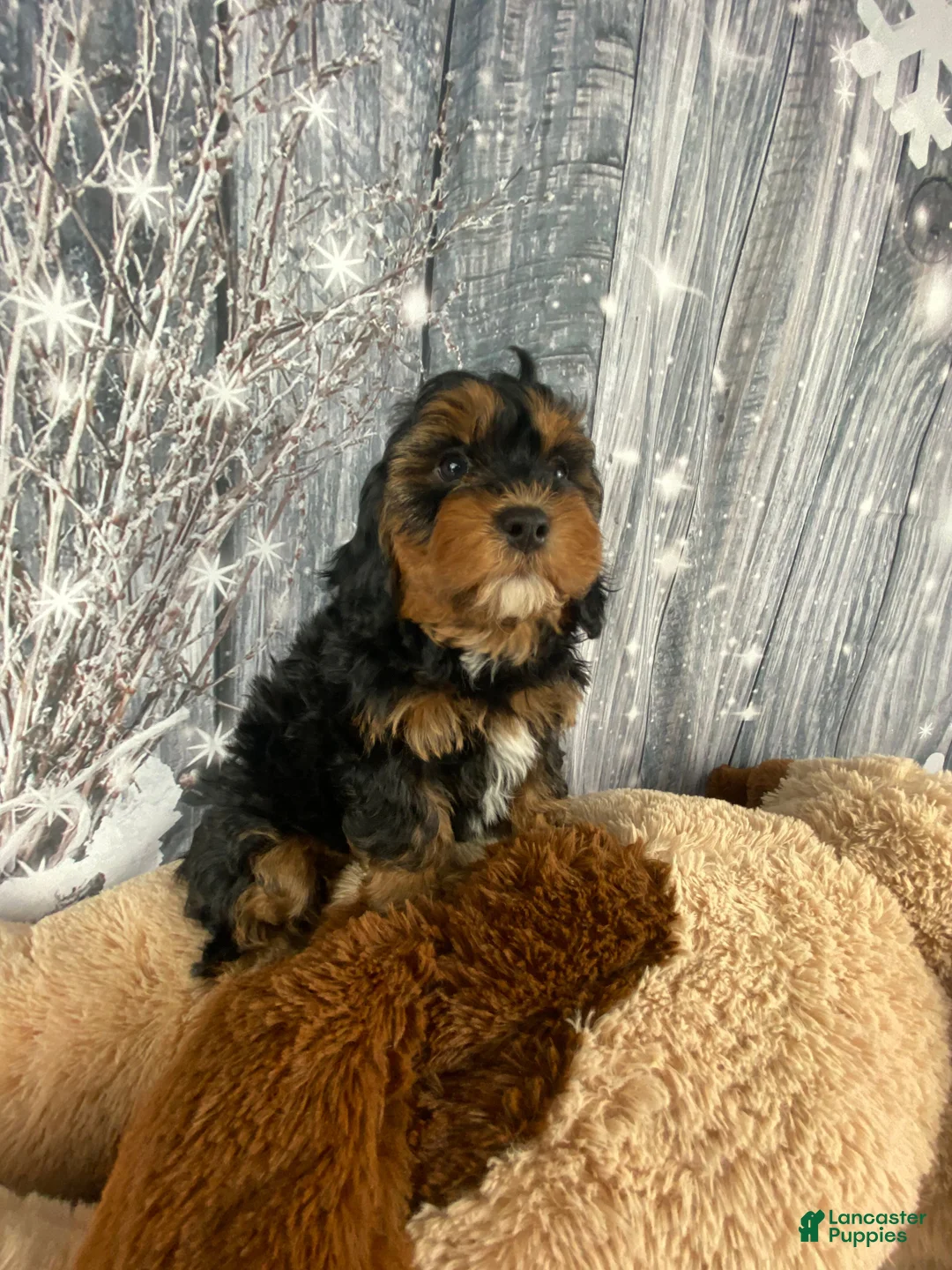 Cavapoo dogs for sale: Remy - Ad 9