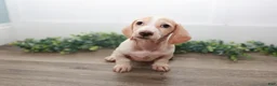 Miniature Dachshund dogs for sale: Mater - Ad 9