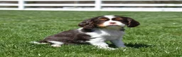 Cavalier King Charles Spaniel dogs for sale: Harley Davidson - Ad 5