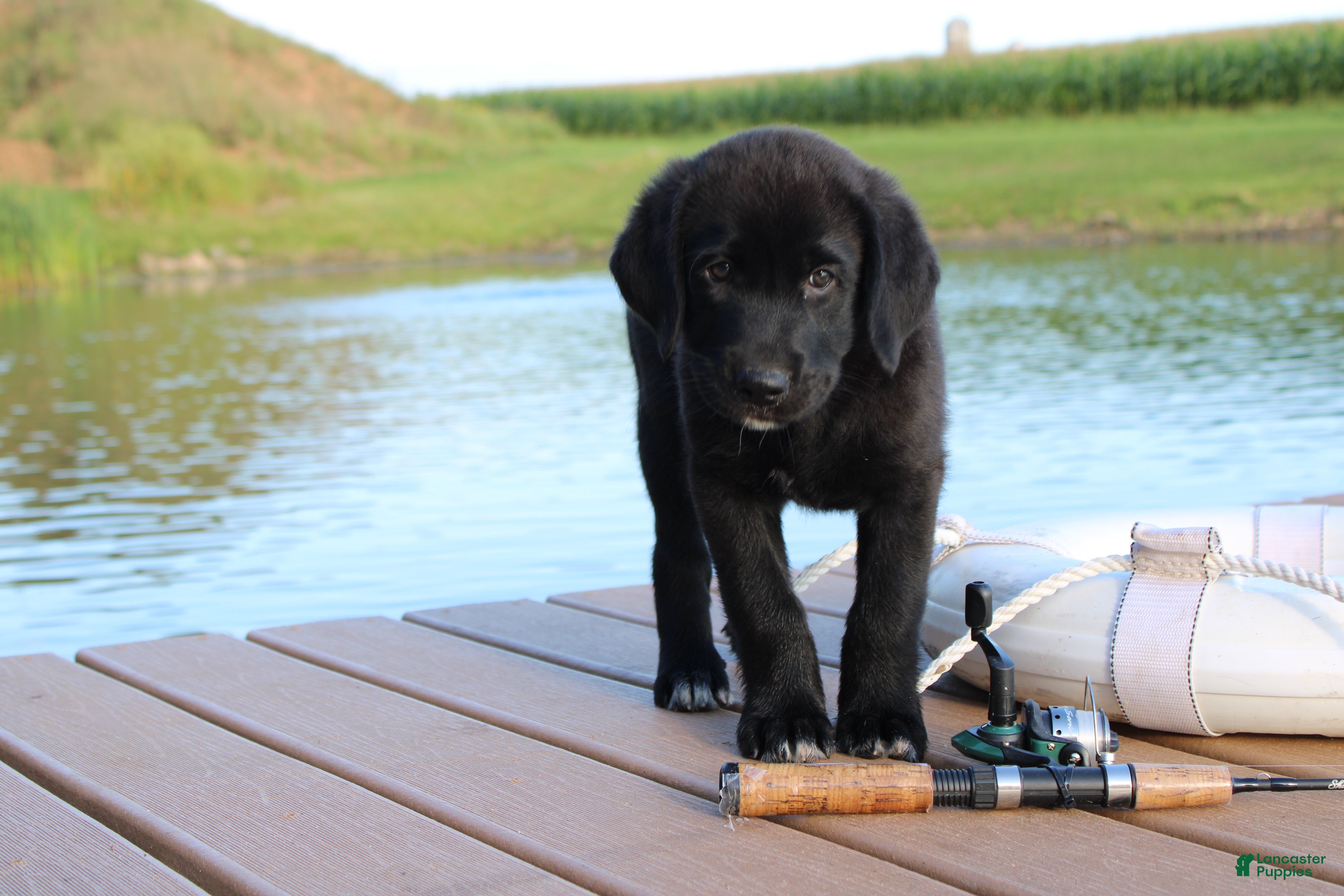 Labrador Retriever dogs Chipper - Ad 1