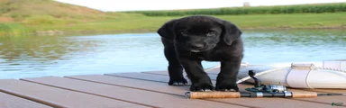 Chipper