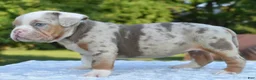 Mixed Breed dogs for sale: Maggie mini hybrid bulldog  - Ad 11