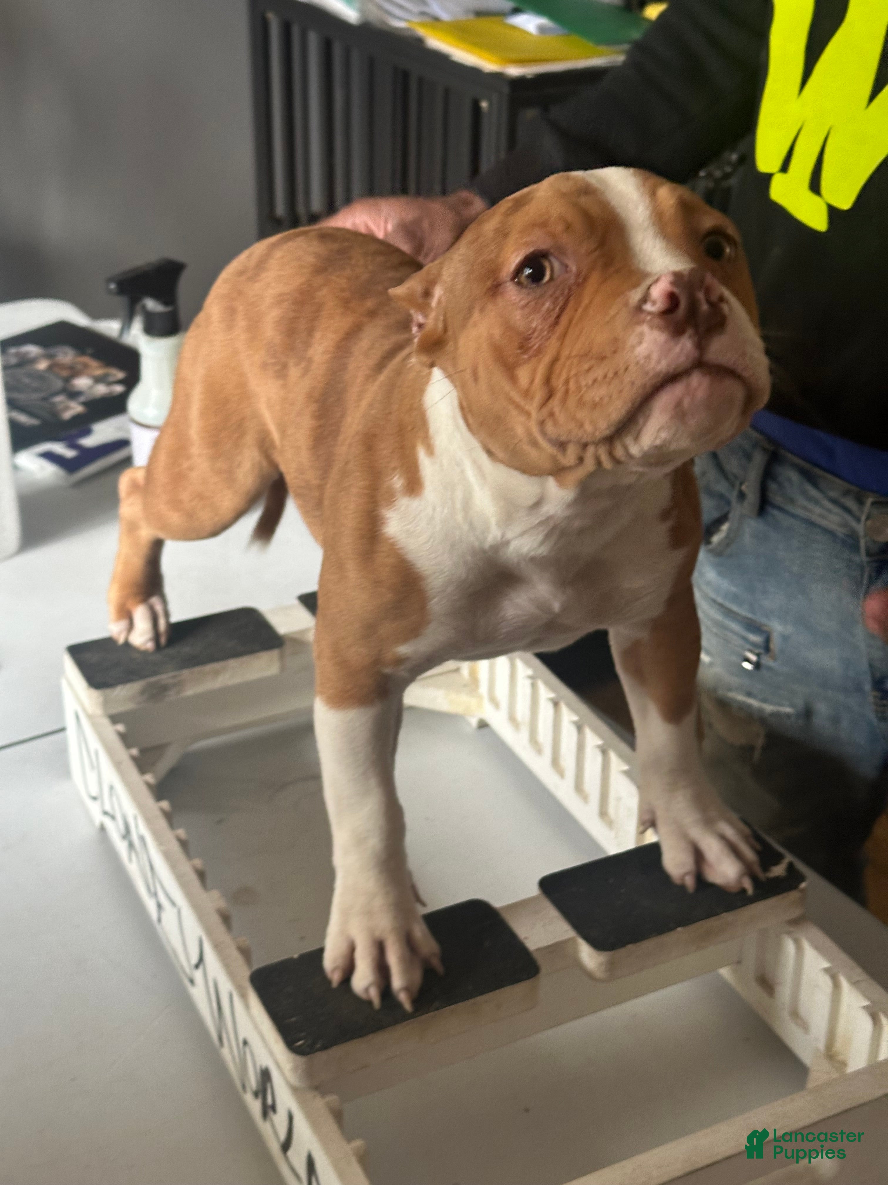 American Bully dogs Nova - Ad 8