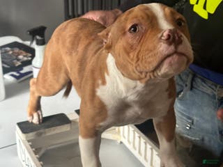 American Bully dogs Nova - Ad 24