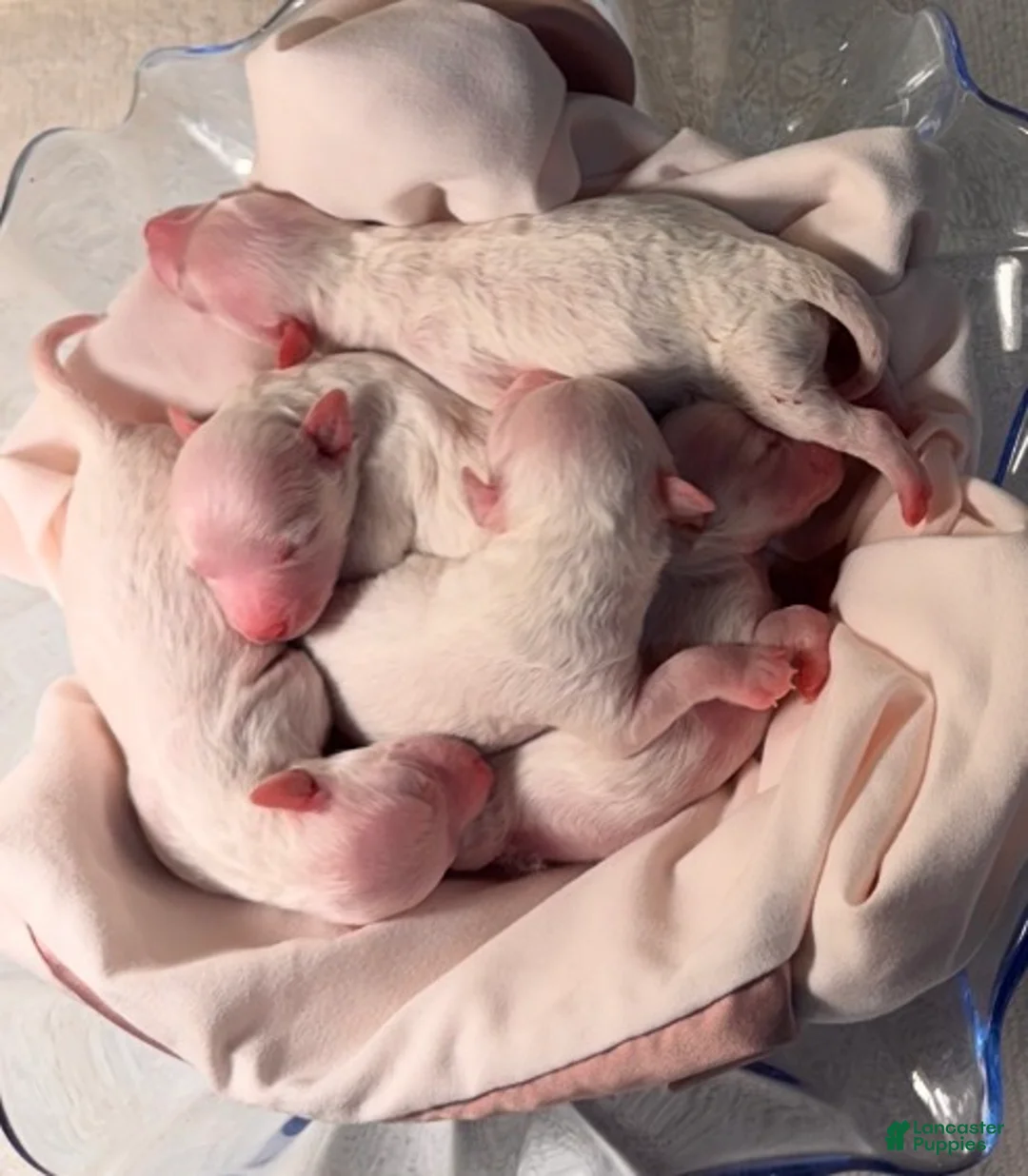 Bichon Frise dogs for sale: Bichon Frise 4 - Ad 1